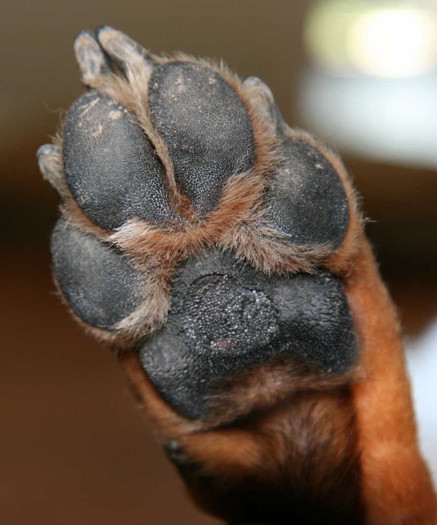 Rusty’s Paw
