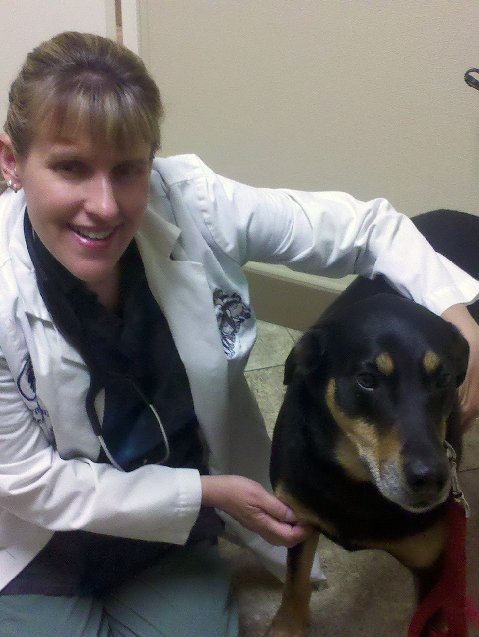 Anesthesia Risks for Dogs Pet Sitting Dog Walking Overnights