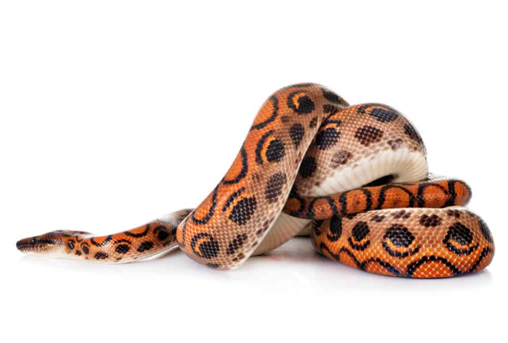 Rainbow Boa Care Sheet Diet, Habitat,& More Critters Aplenty