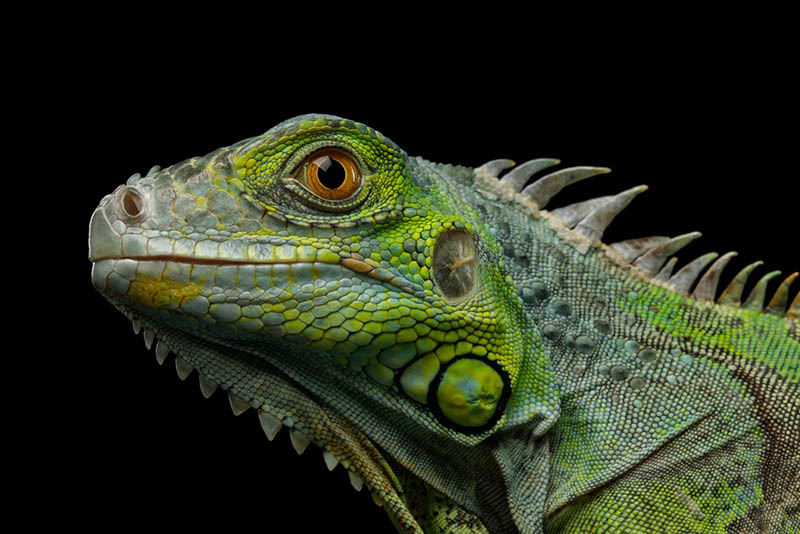 First Time Attending a Reptile Show in Los Angeles?