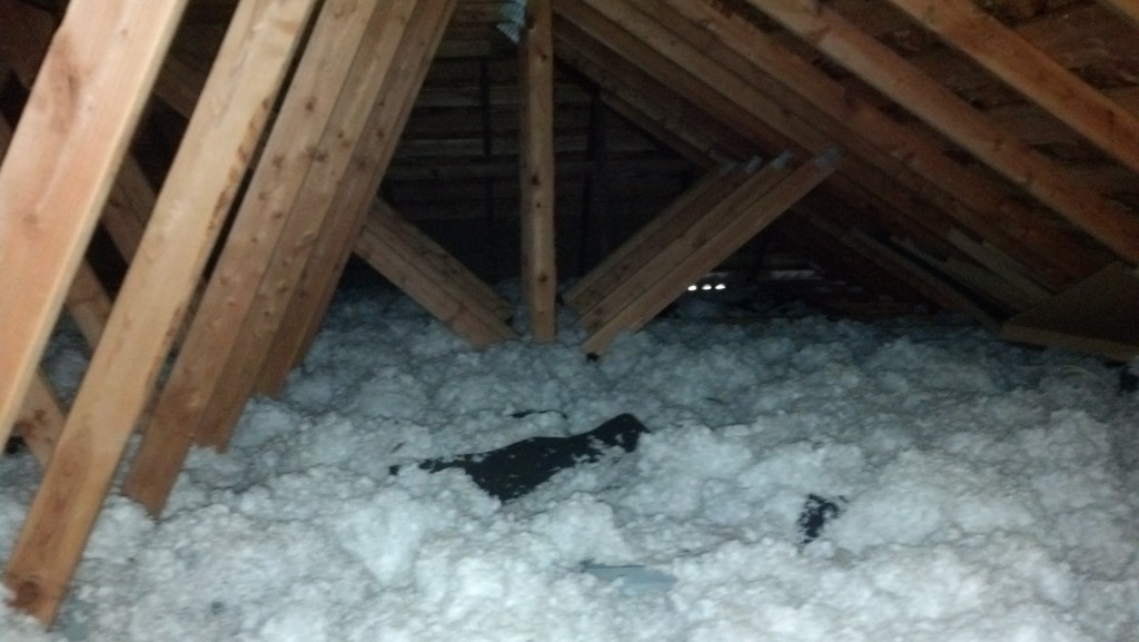 Attic Insulation Integrated with Pest Control Croach