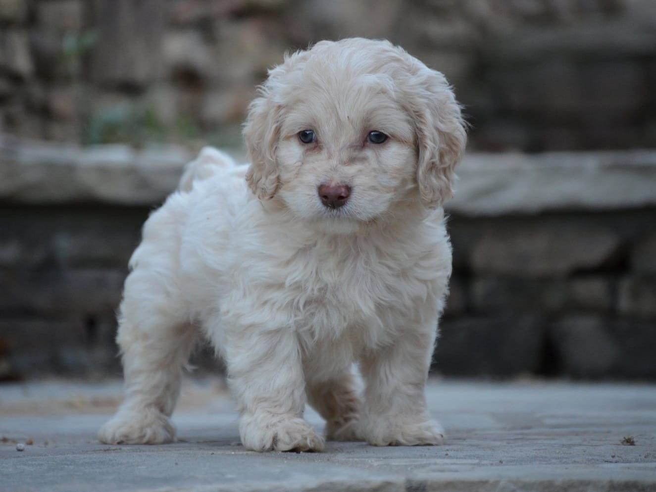 Types of cockapoo colors What you need to know CockapooHub