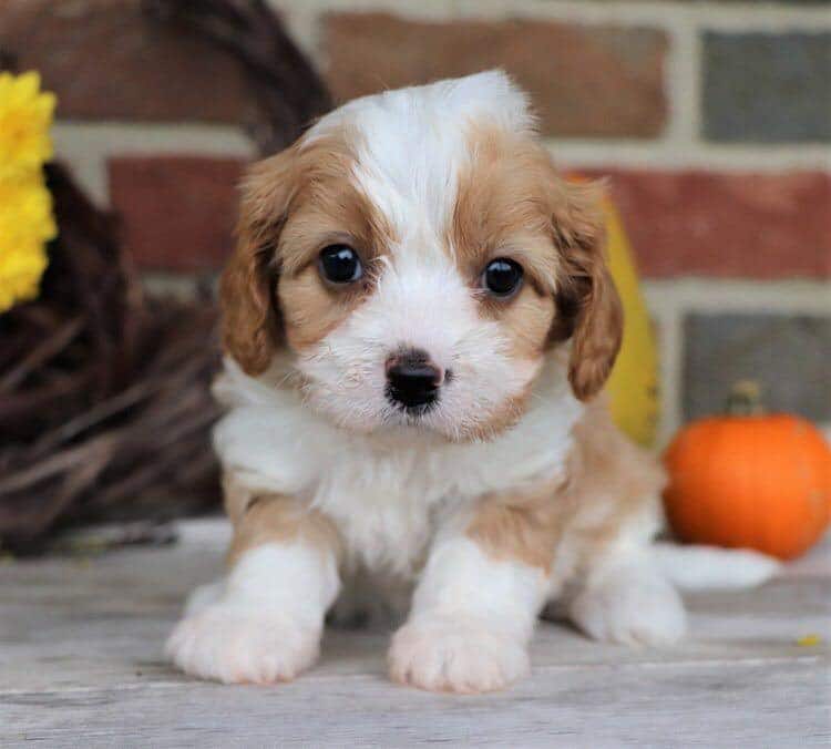 Adorable Cavapoo Puppies for Sale Healthy & Happy Cavapoos