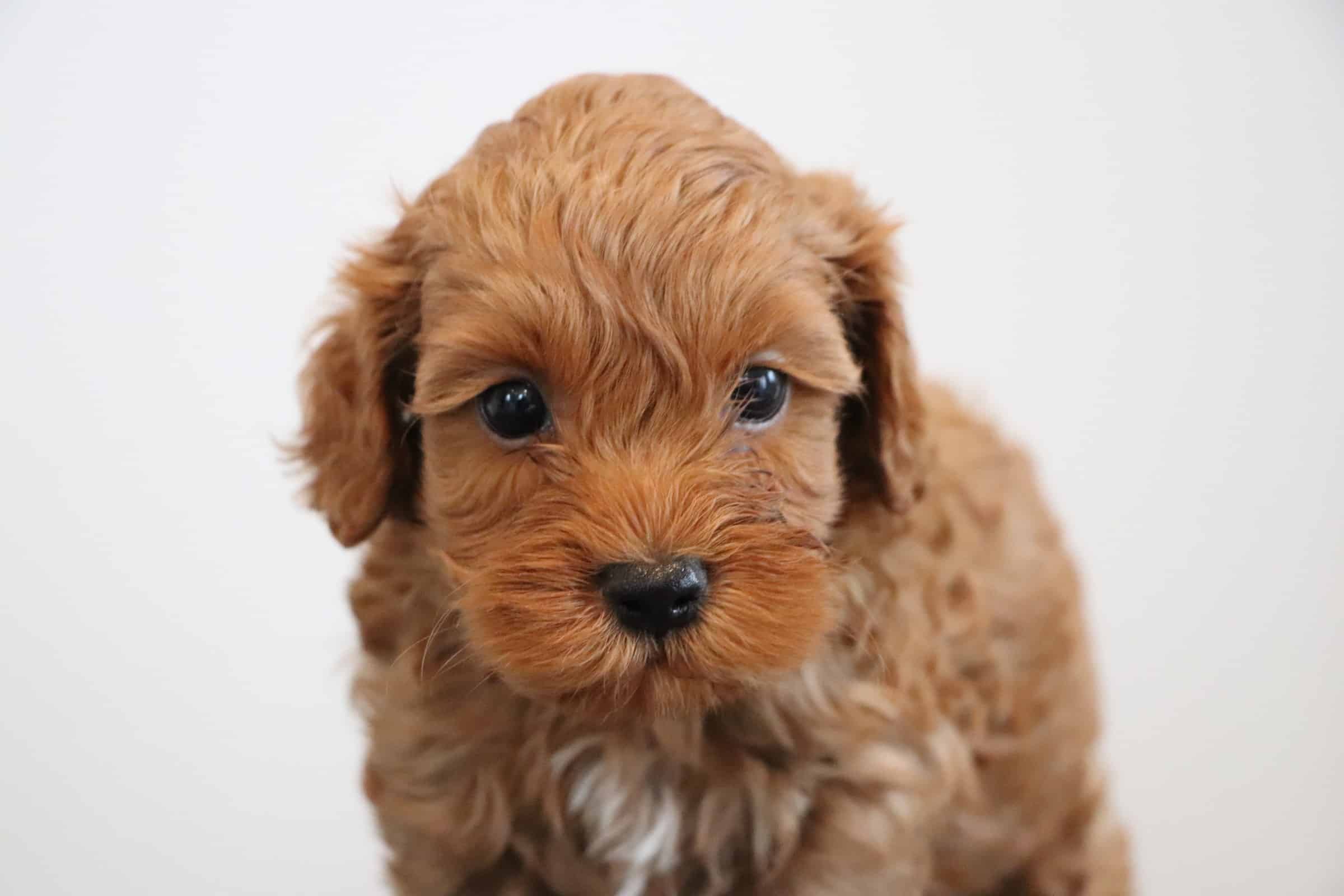 Apricot Cockapoo Puppies
