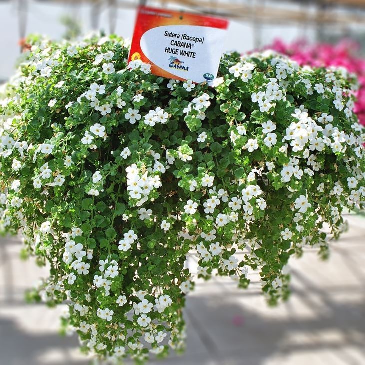 Hanging Basket Bacopa Plant ubicaciondepersonas.cdmx.gob.mx