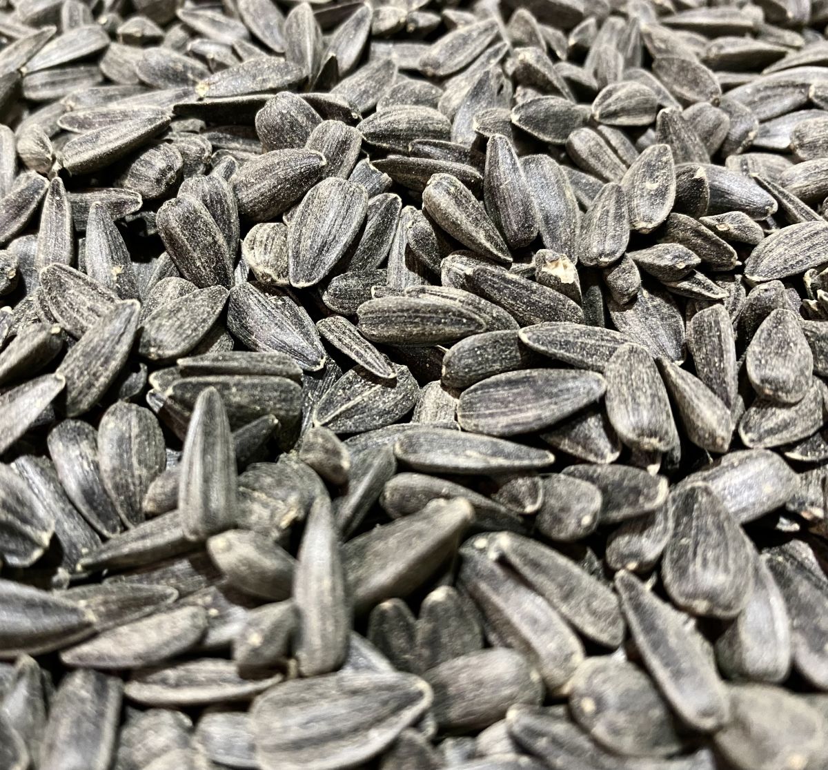 Sunflower Fields Food Plot Seed Shop Crooked Bend