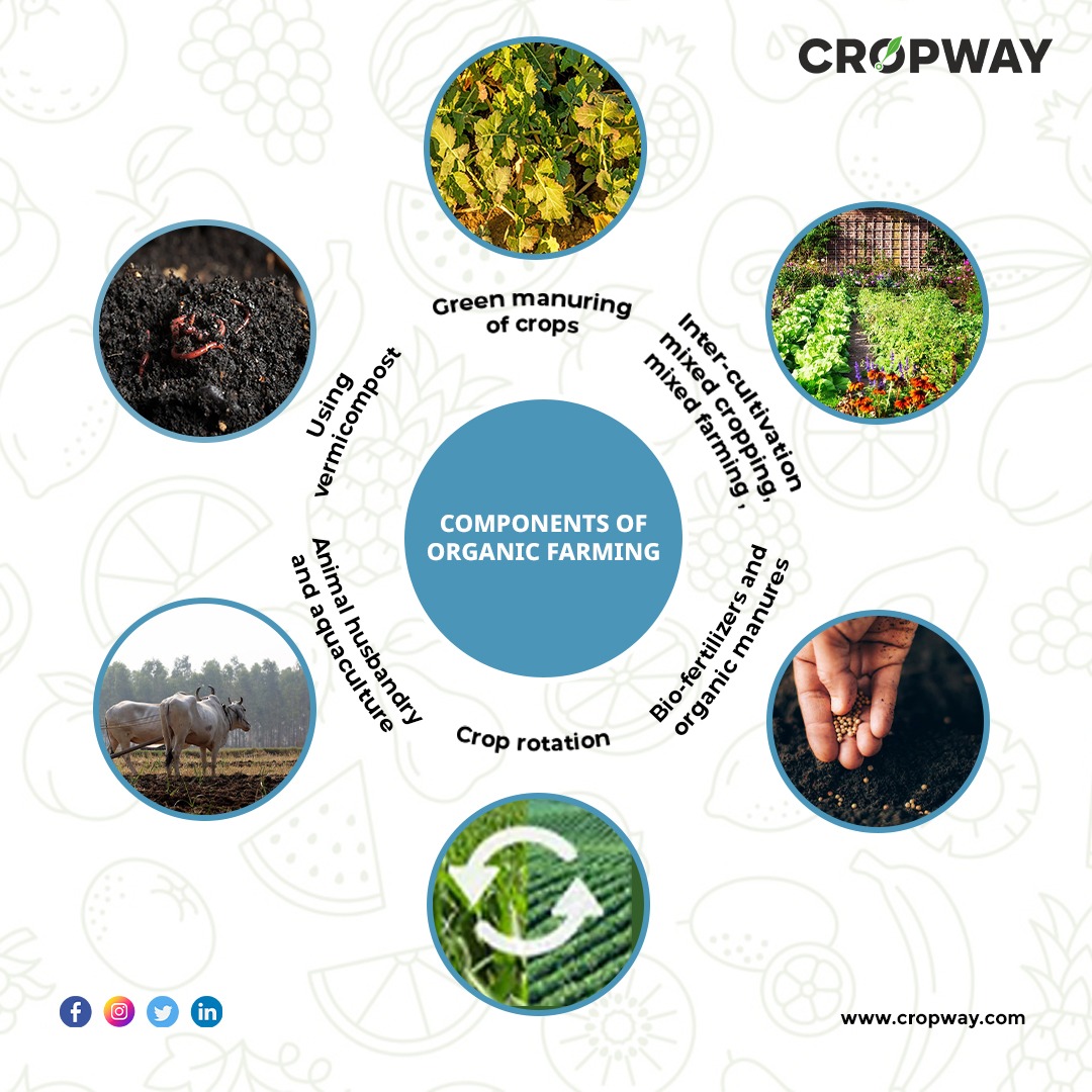 Sustainable Farming Vs Organic Farming CROPWAY 2024