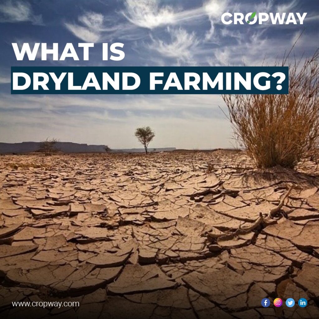 Major Crops Grown in Dryland Farming Importance and Techniques