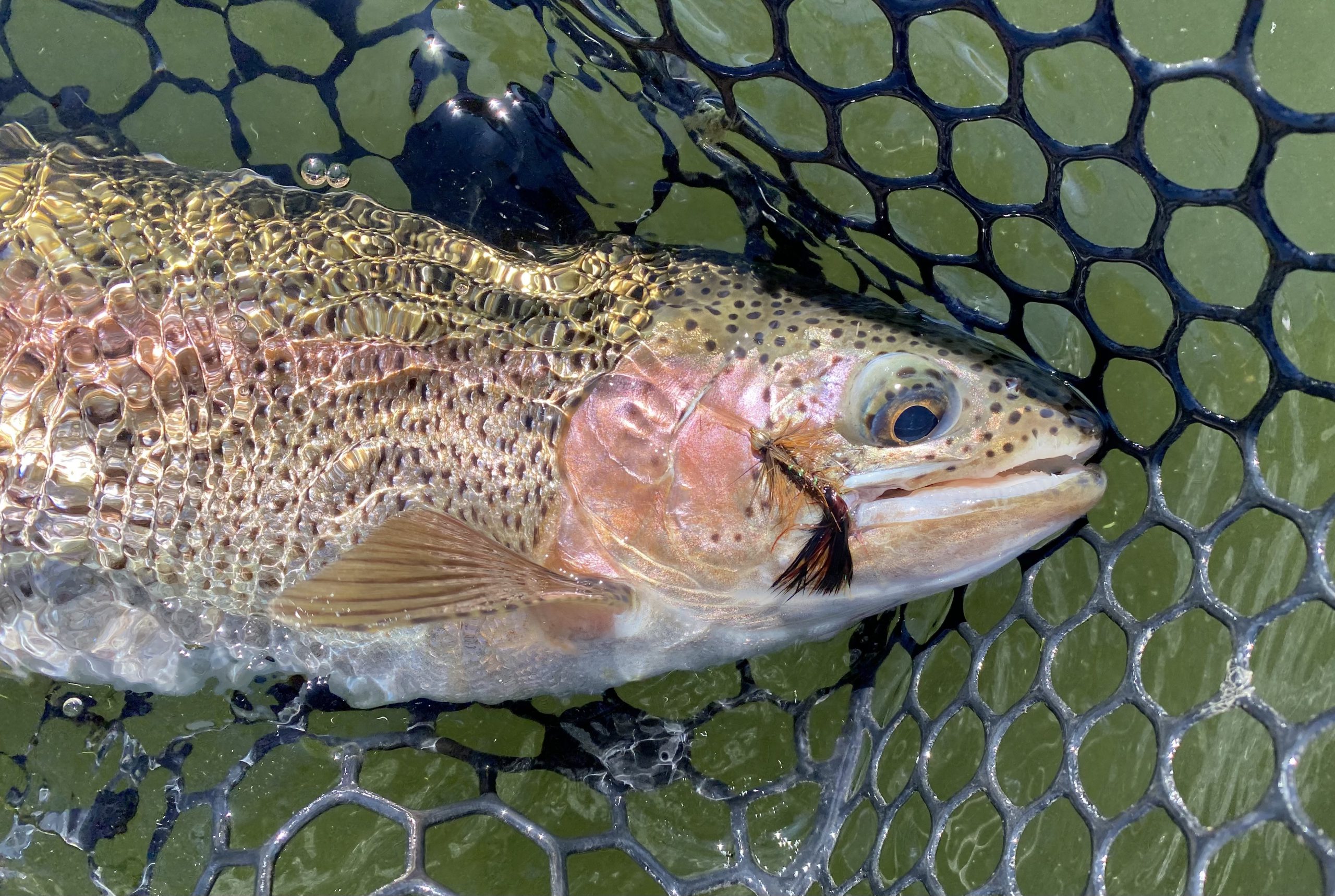 Missouri River Fishing Report 9/12/22 CrossCurrents Fly Shop Missouri