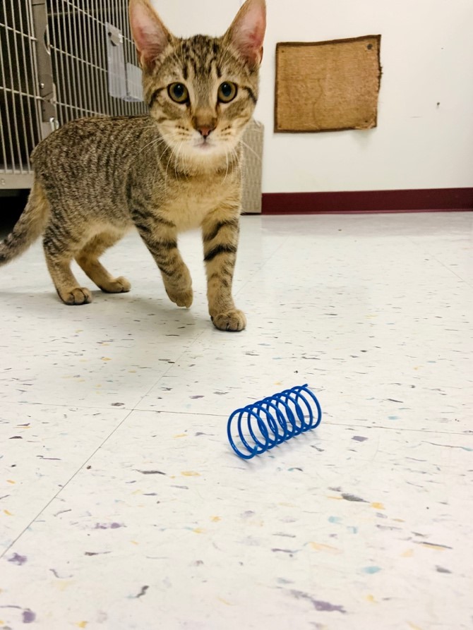 Pet Adoption Crowder College