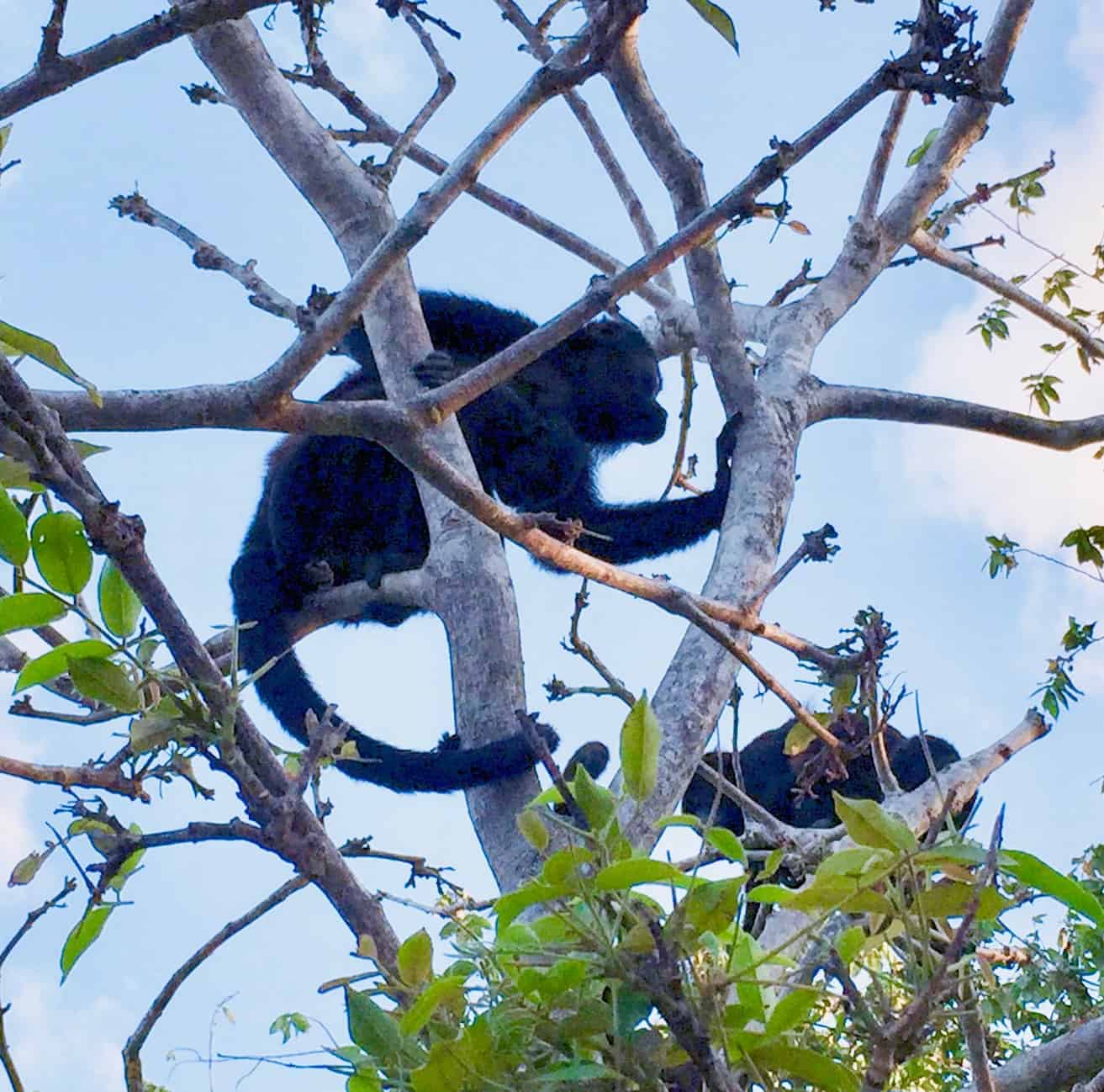 12 Arrested In Costa Rica Kidnapping Case, 1 Million Bitcoin Ransom