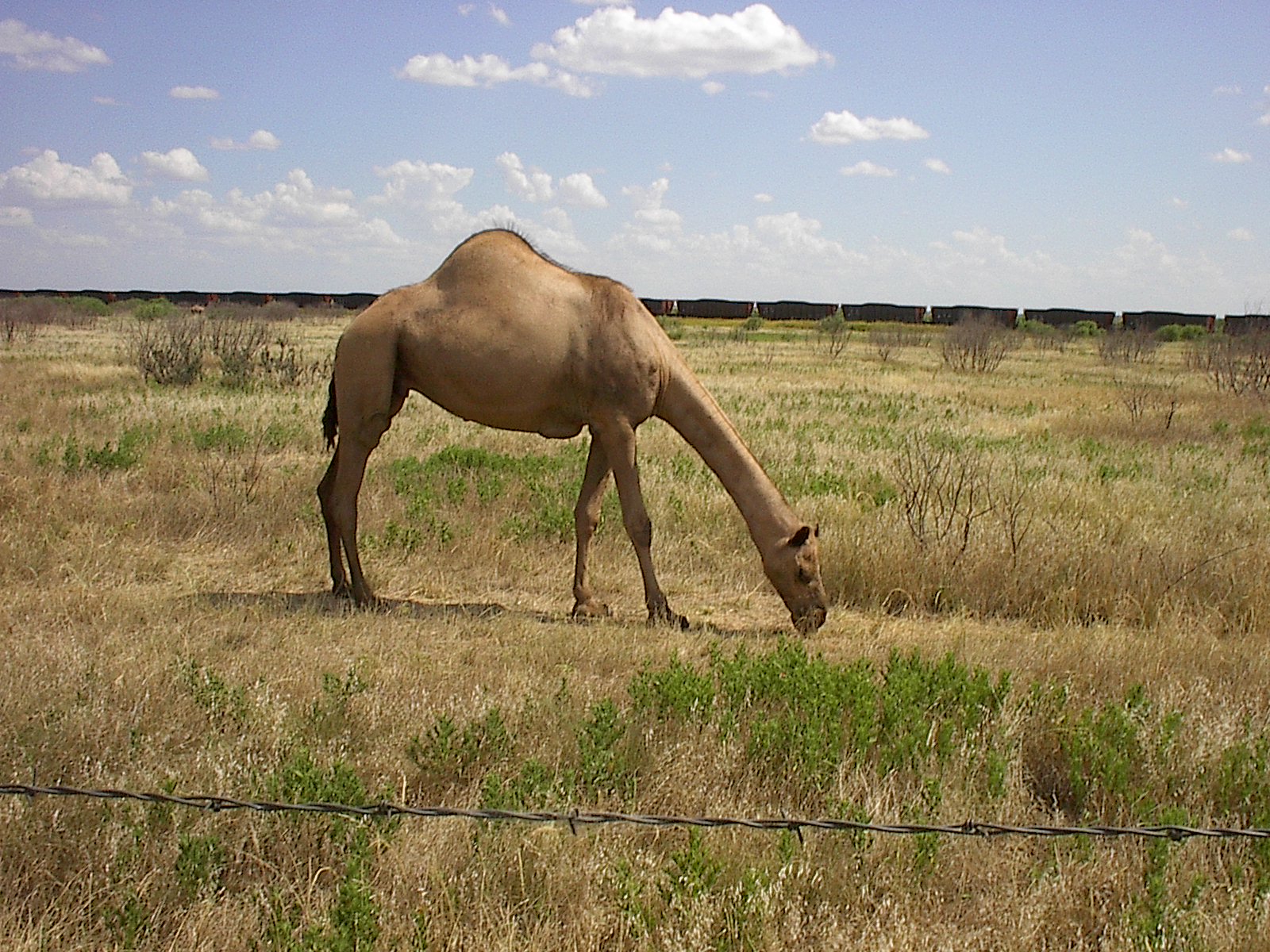 Dromedary
