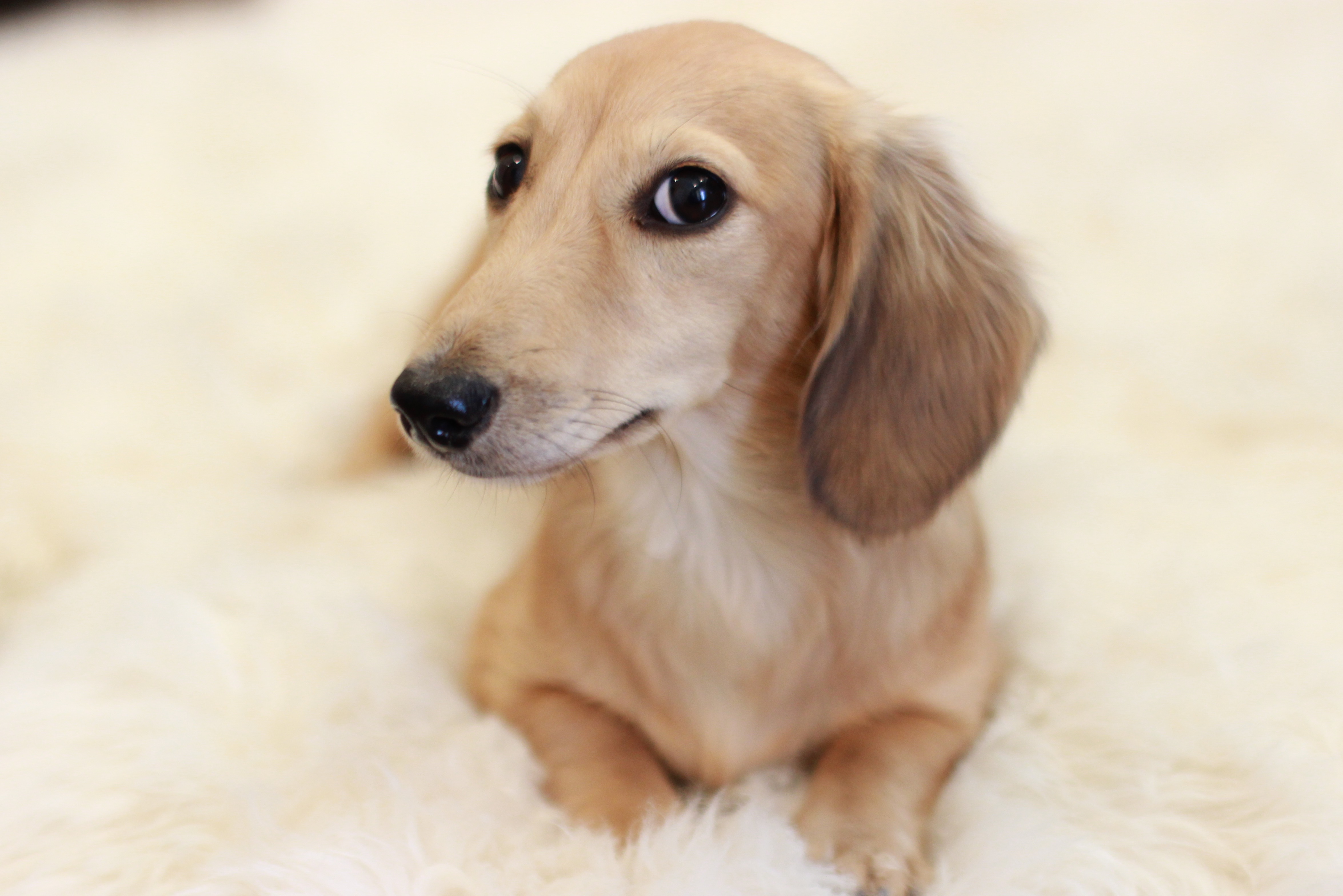 53+ Cream Short Haired Dachshund Picture Bleumoonproductions