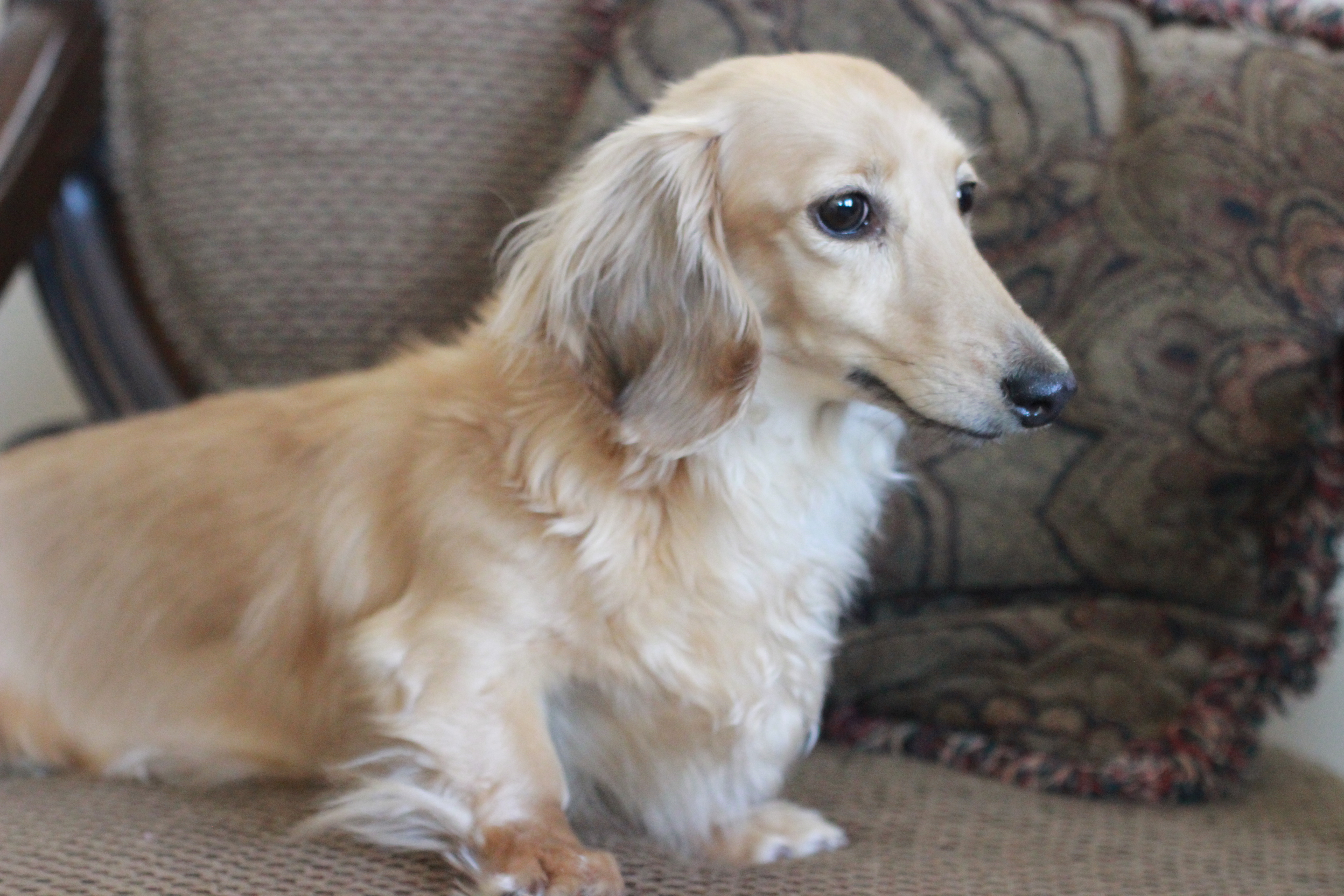 Litters Crown Dachshunds