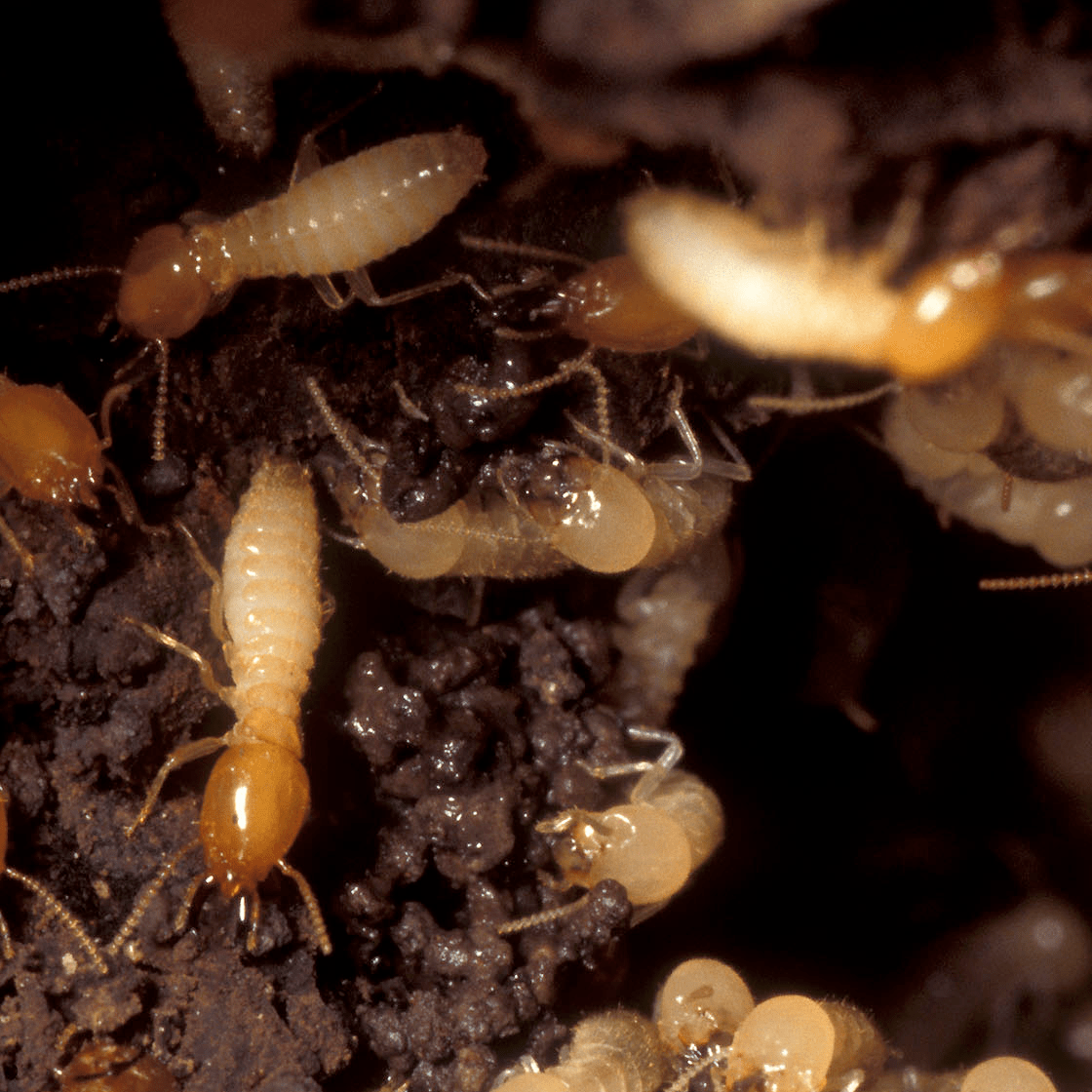 Crown Pest Control Top Rated Pest Control In Charlotte NC