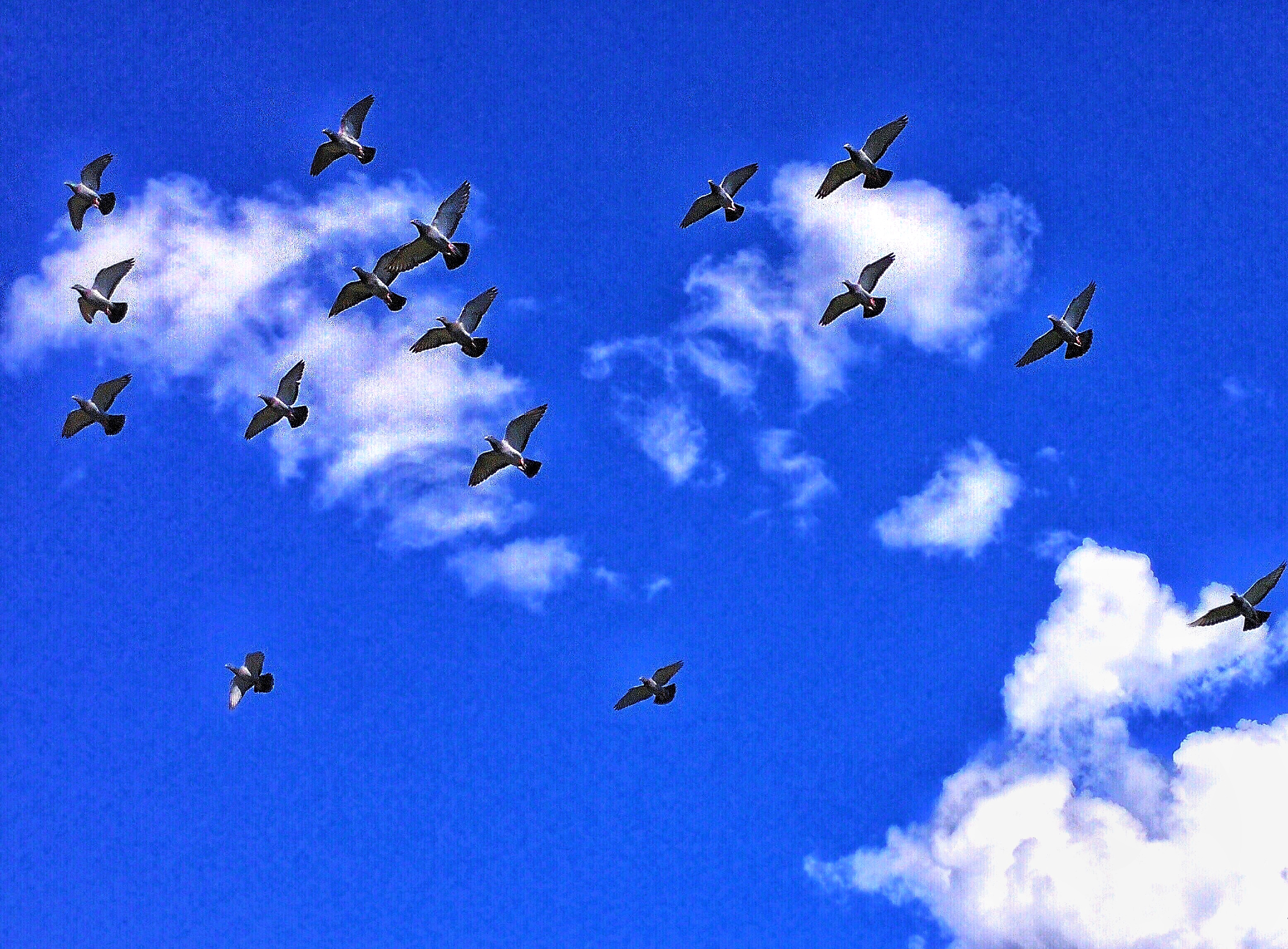 Canadian Racing Pigeon Union Come Fly With Us