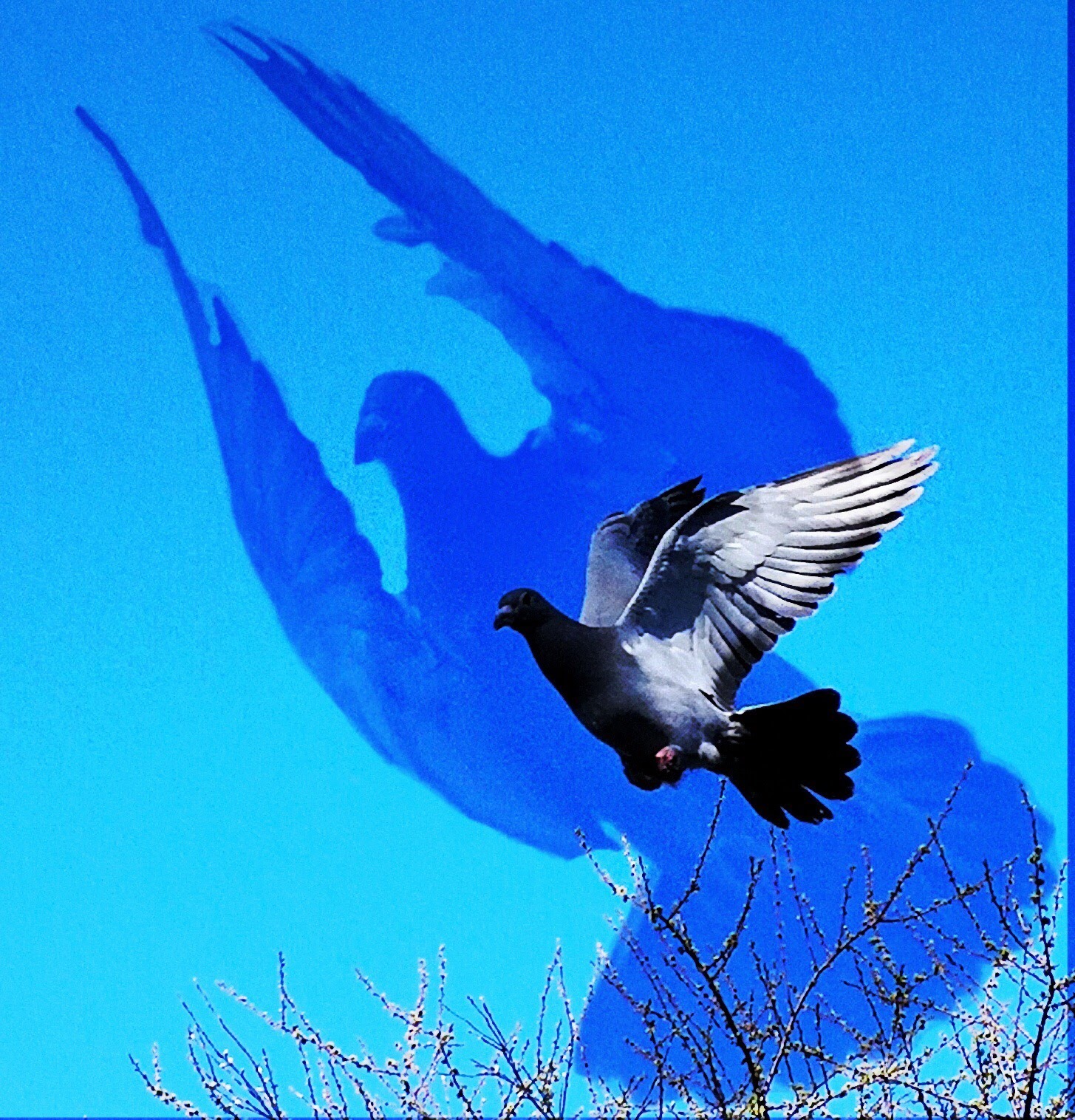 Canadian Racing Pigeon Union Come Fly With Us