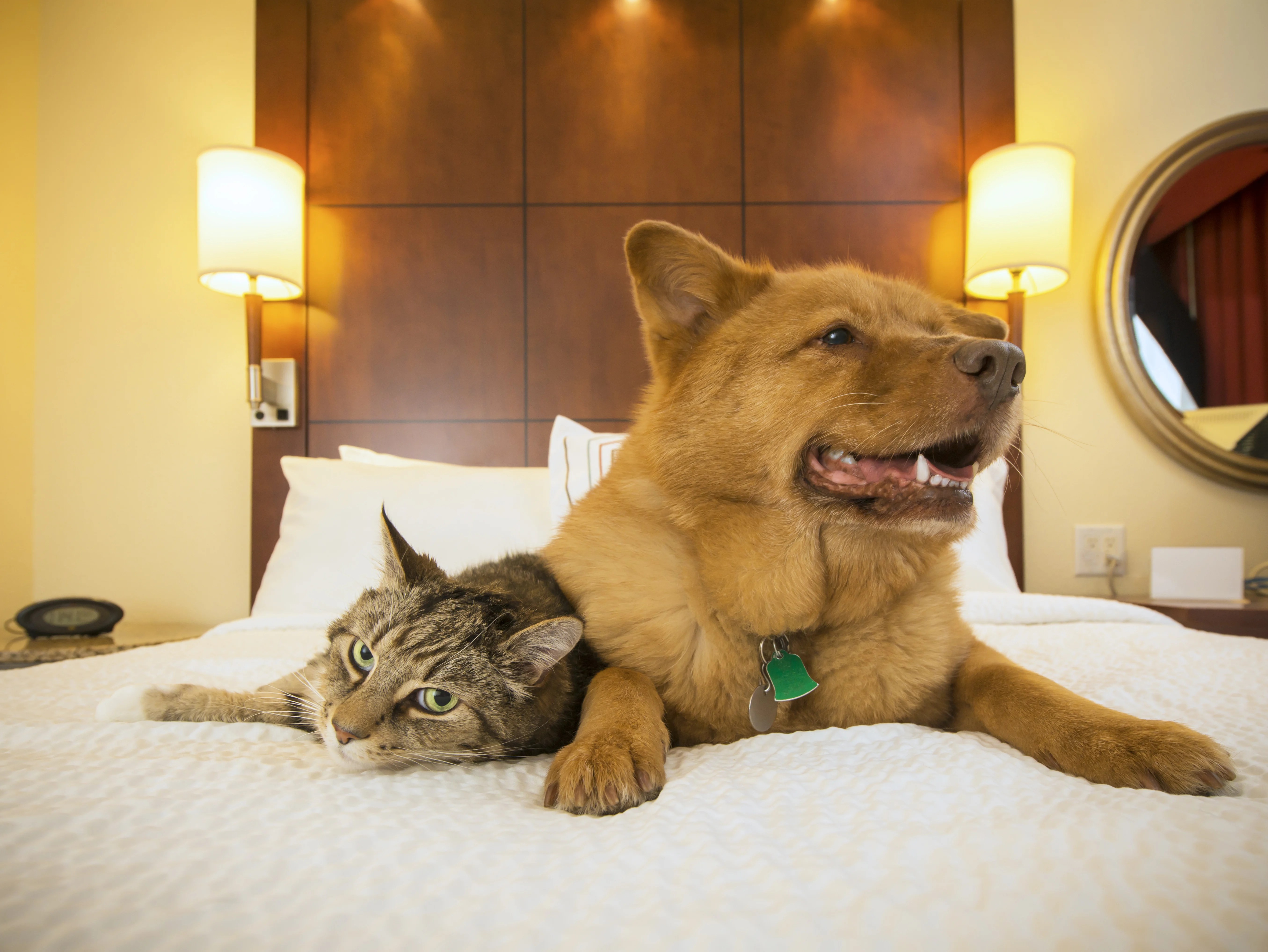 CRS Temporary Housing What to know before bringing your pet to a