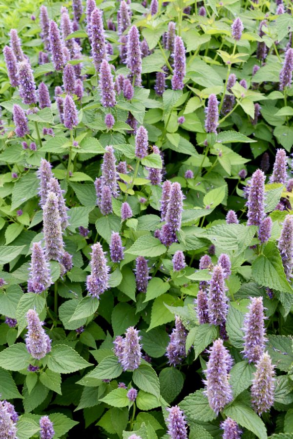 Licorice Mint Crumbs on the Table