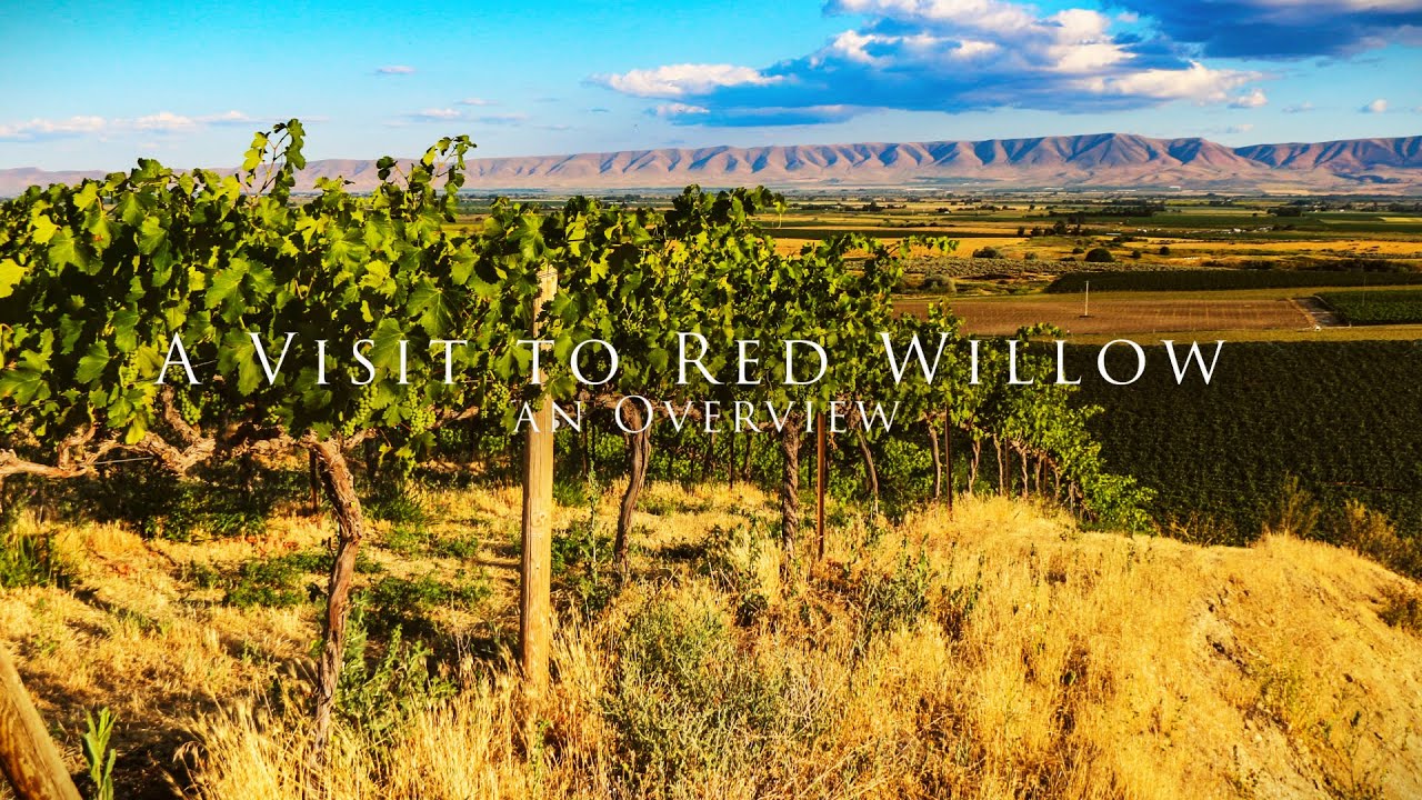 A visit to Red Willow Vineyards, an Overview Crushed Grape Chronicles