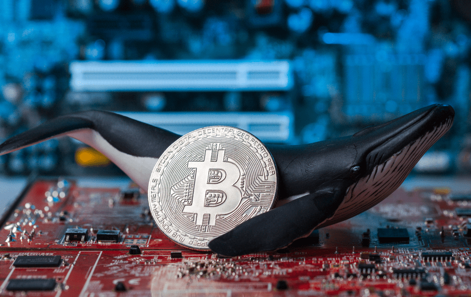 What Is Whale Meaning In Crypto ? You Must Know