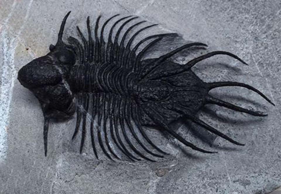 Trilobite Fossils Crystal World Australia