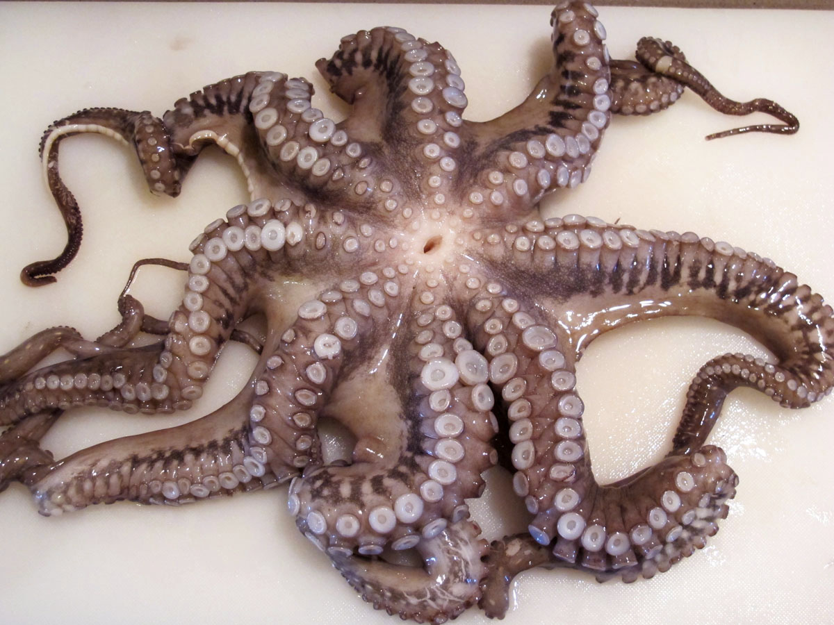 Cork, Rocks and Vinegar How (Not) to Cook an Octopus adventures of