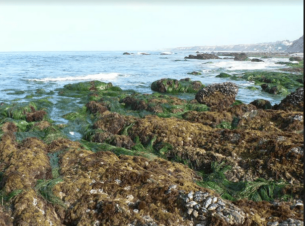 Tidepool Exploration Crystal Cove