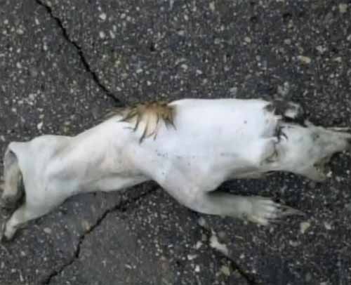 Montauk Monster (2008), The Minnesota Monster (2011) Crystalinks