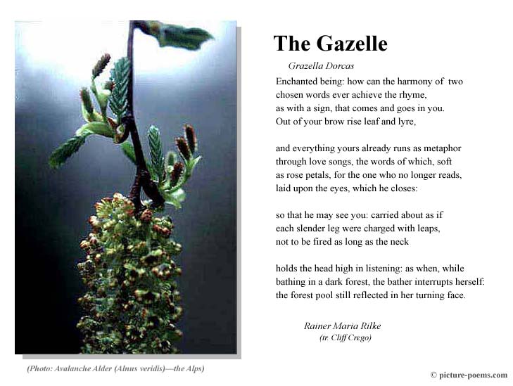 Picture Poem Poster The Gazelle Rilke Tr Crego