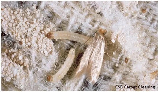 Arm Yourselves! Moths Invade Britain's Homes At An Alarming Rate CSB