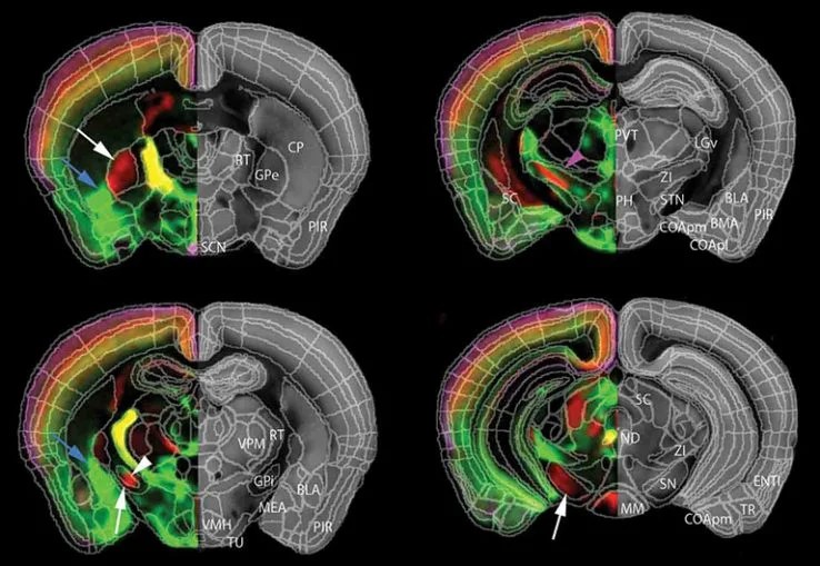 Neuroscience Cold Spring Harbor Laboratory