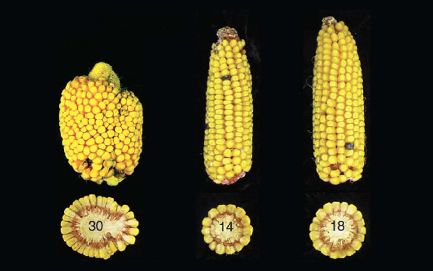 Plant scientists at CSHL demonstrate new means of boosting maize yields