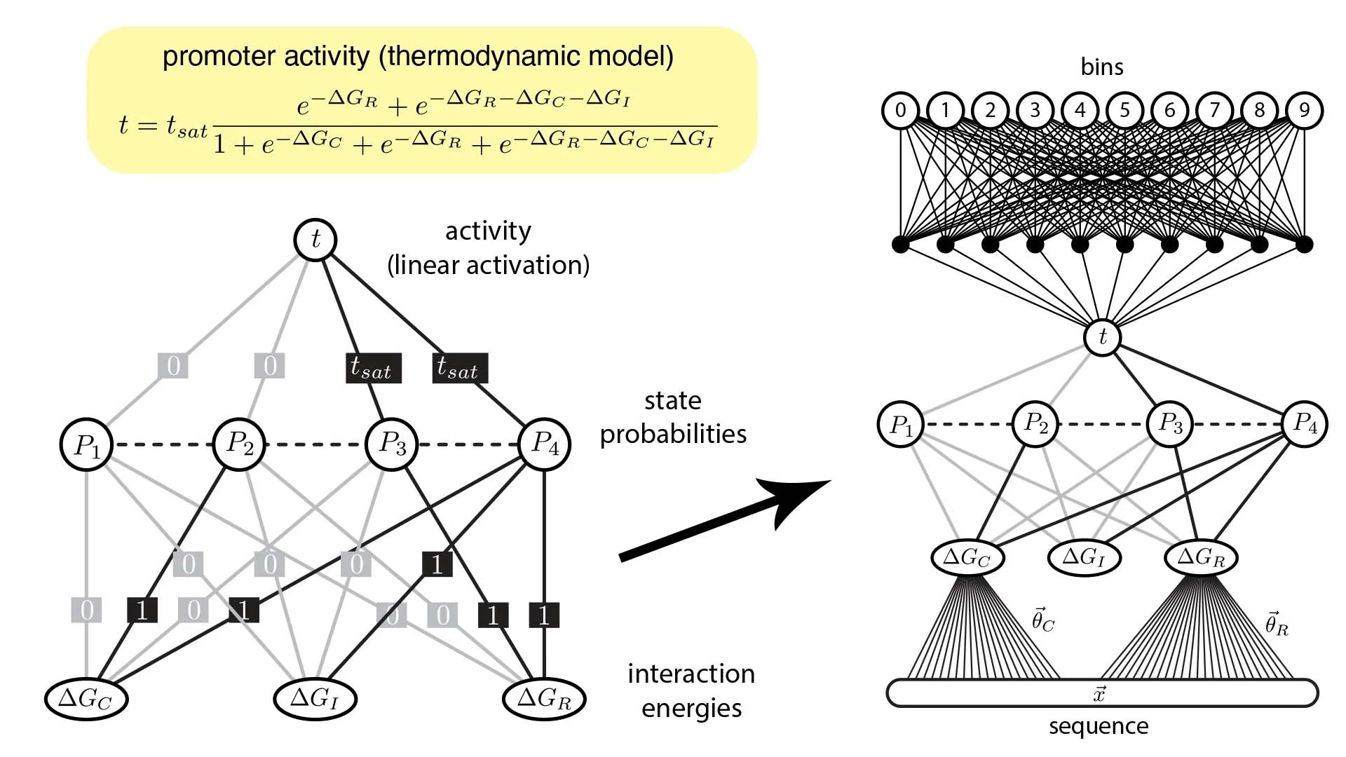 Finally, machine learning interprets gene regulation clearly Cold