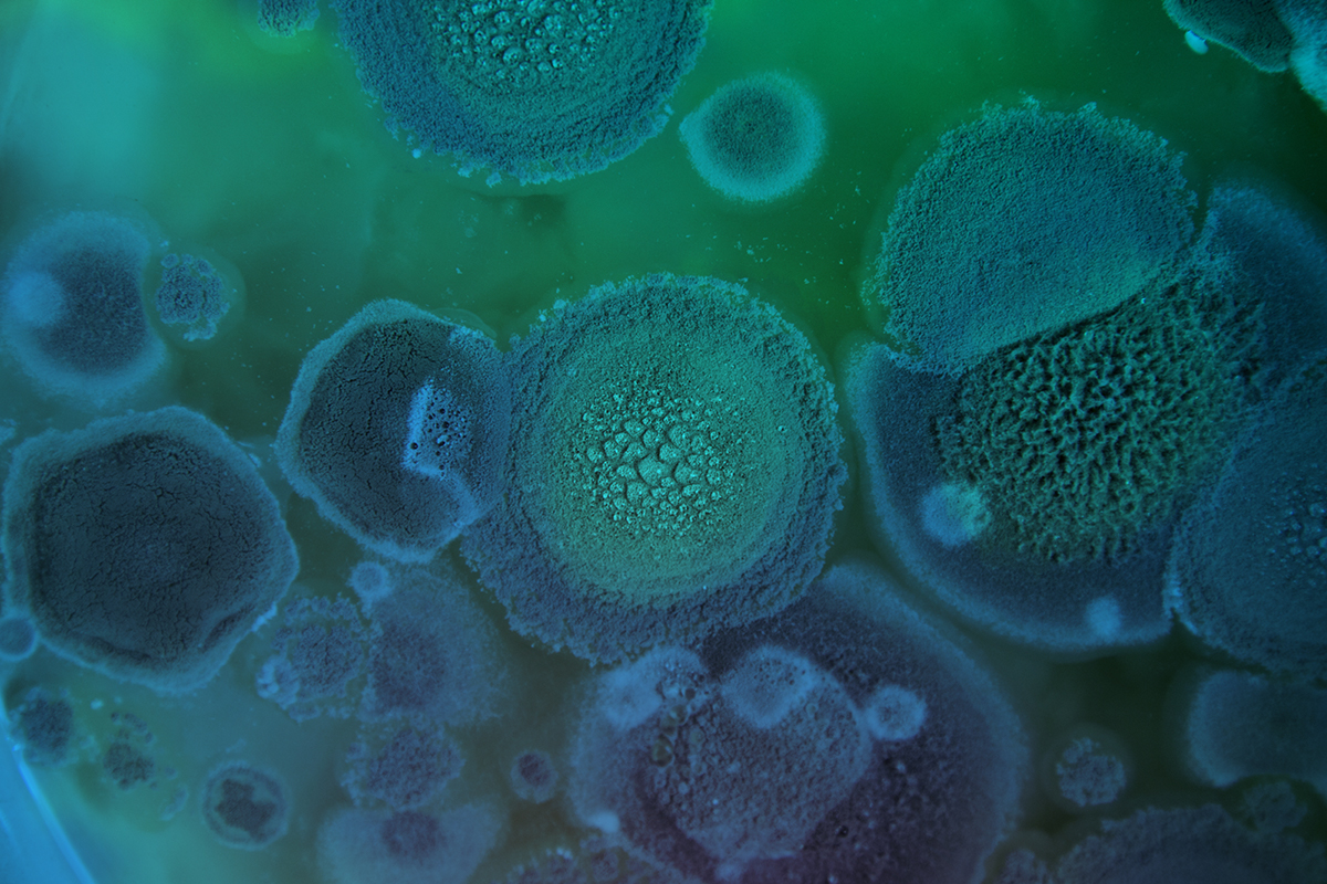 West Palm Beach CSI Mold Specialist