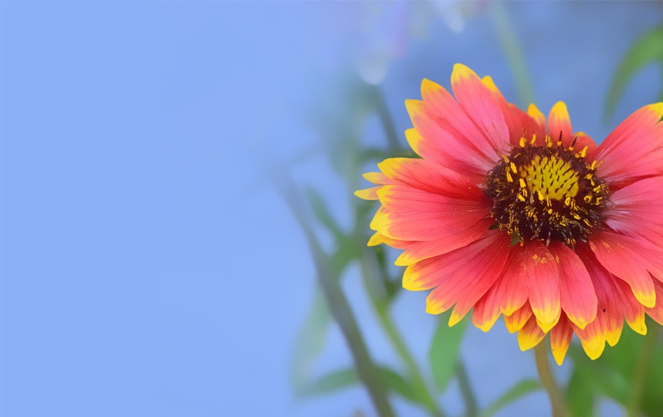 Desktop Wallpapers 10 Free HD Flower Wallpaper For Windows8