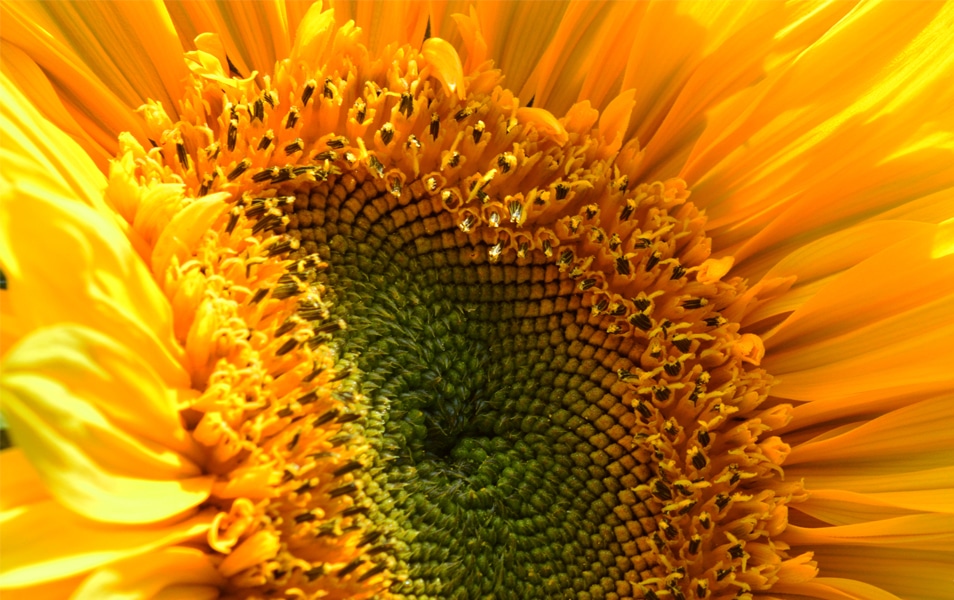Desktop Wallpapers 10 Free HD Flower Wallpaper For Windows8