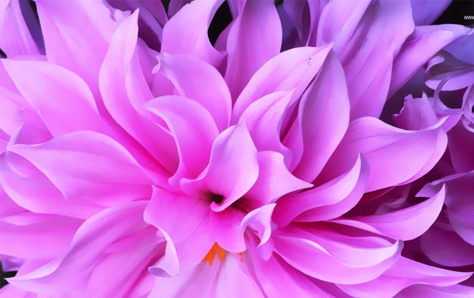 HD Wallpaper Windows 8 Flower Download Kumpulan Wallpaper Fairy Tail