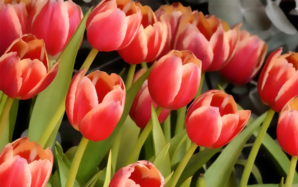 Desktop Wallpapers 10 Free HD Flower Wallpaper For Windows8