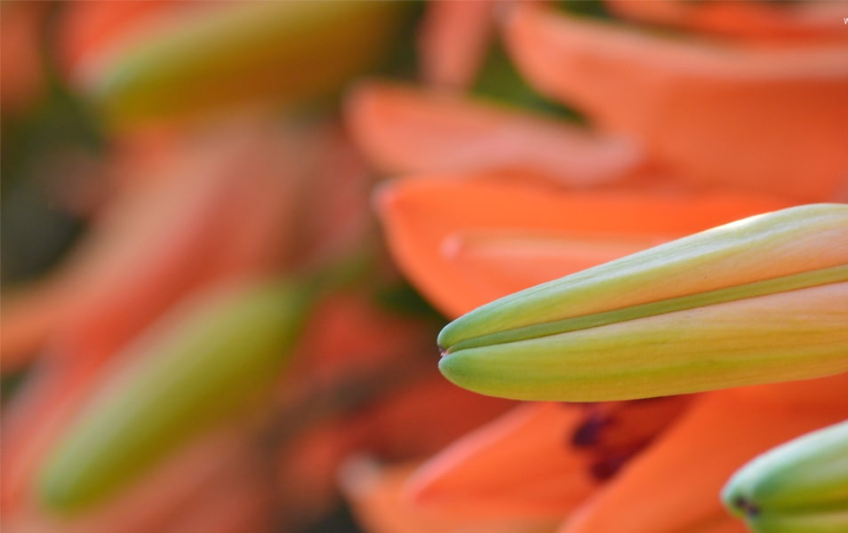 Desktop Wallpapers 10 Free HD Flower Wallpaper For Windows8