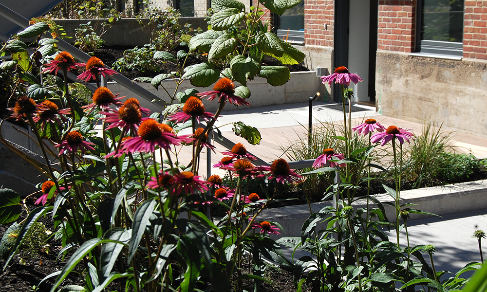 Rindge_new_5_web Crosby Schlessinger Smallridge Landscape