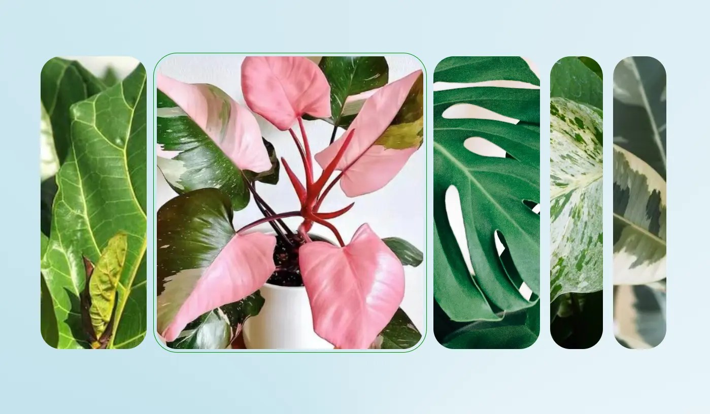 Expand and Collapse Images With A CSS Accordion Slider CSS Script