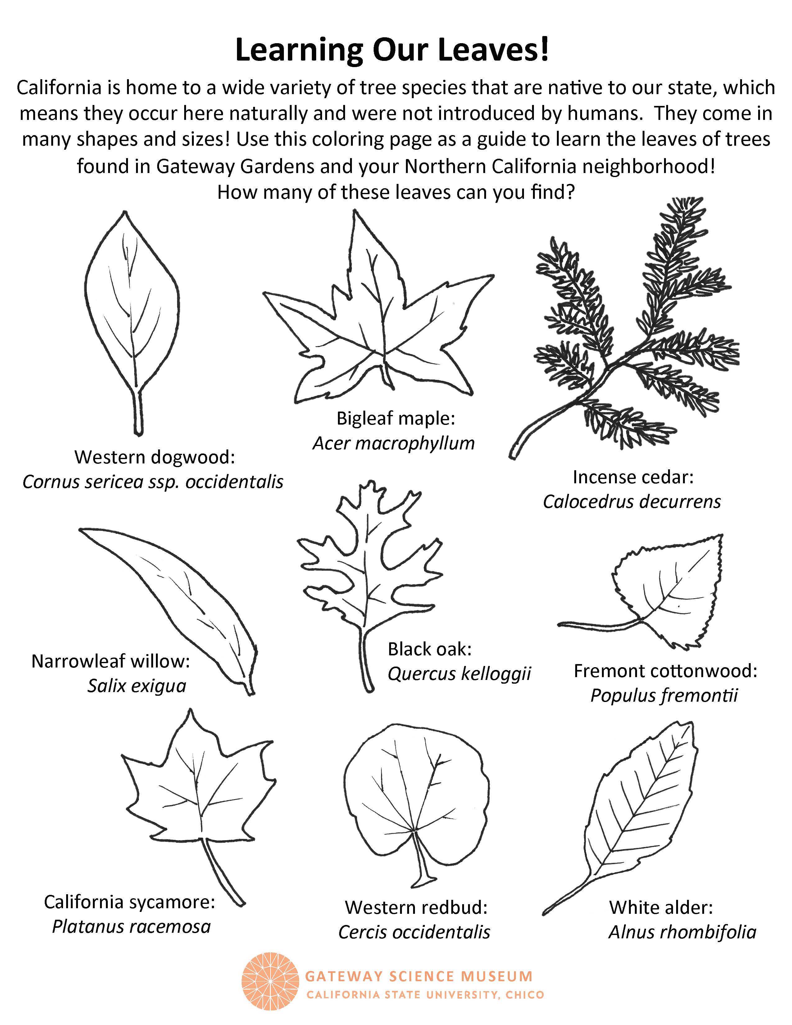 16 Cedar Tree Coloring Pages Printable Coloring Pages