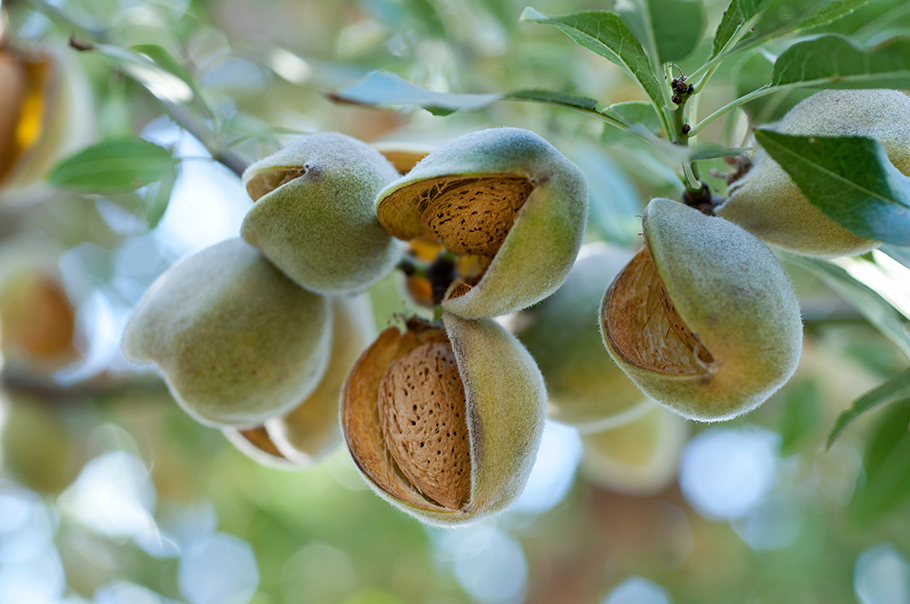 Give Me One Good Reason Why I should Grow Almonds Regeneratively
