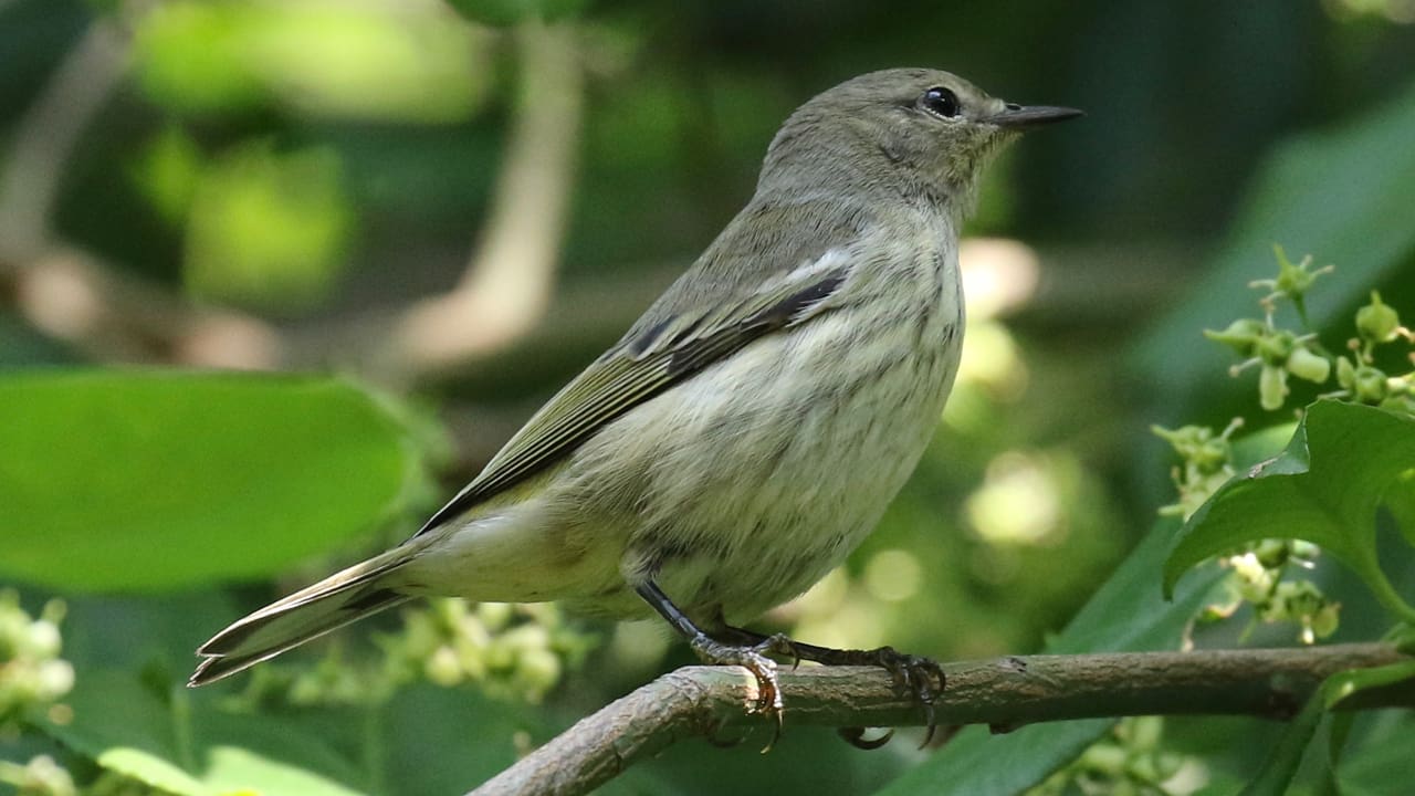 CT Audubon Pomfret Bird Walks Every Tuesday in Sept/Oct Connecticut