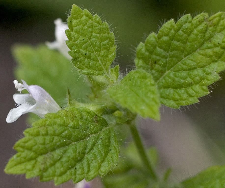 Plante antimouche la liste des 20 plantes les plus