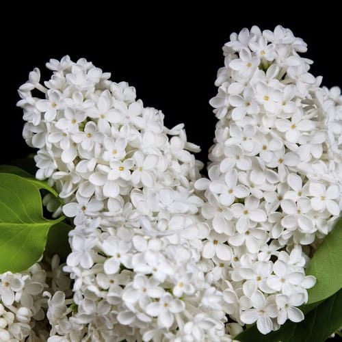 Plante A Fleurs Blanches Tres Odorantes Mhelpline