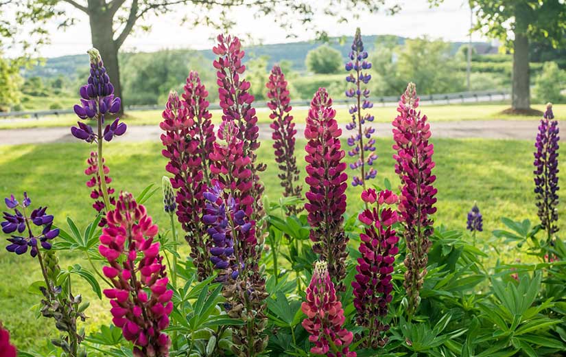 Semer le lupin quand, comment et quelles variétés choisir