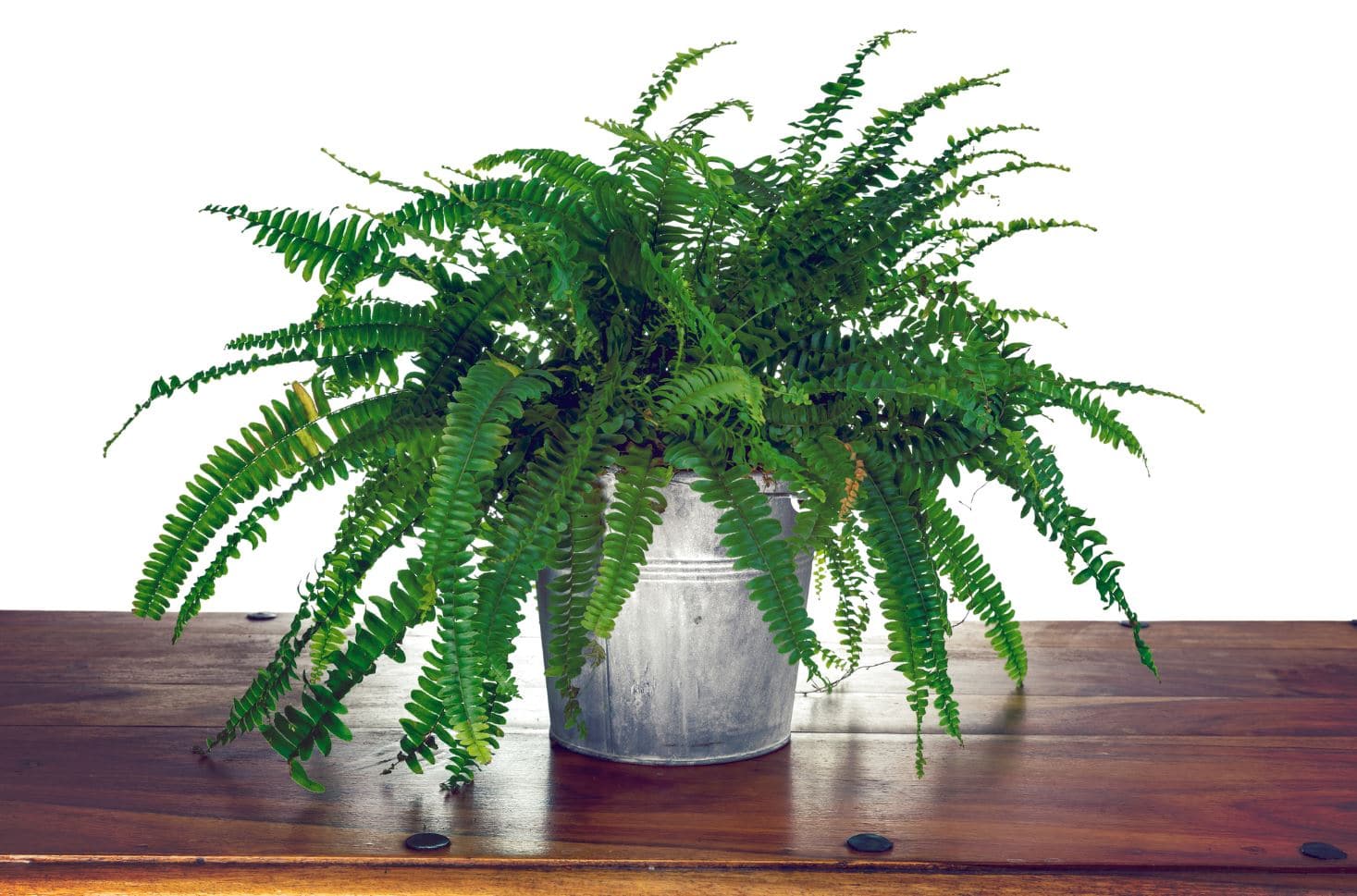 Plante d’intérieur dépolluante Séléction des 20 plus belles