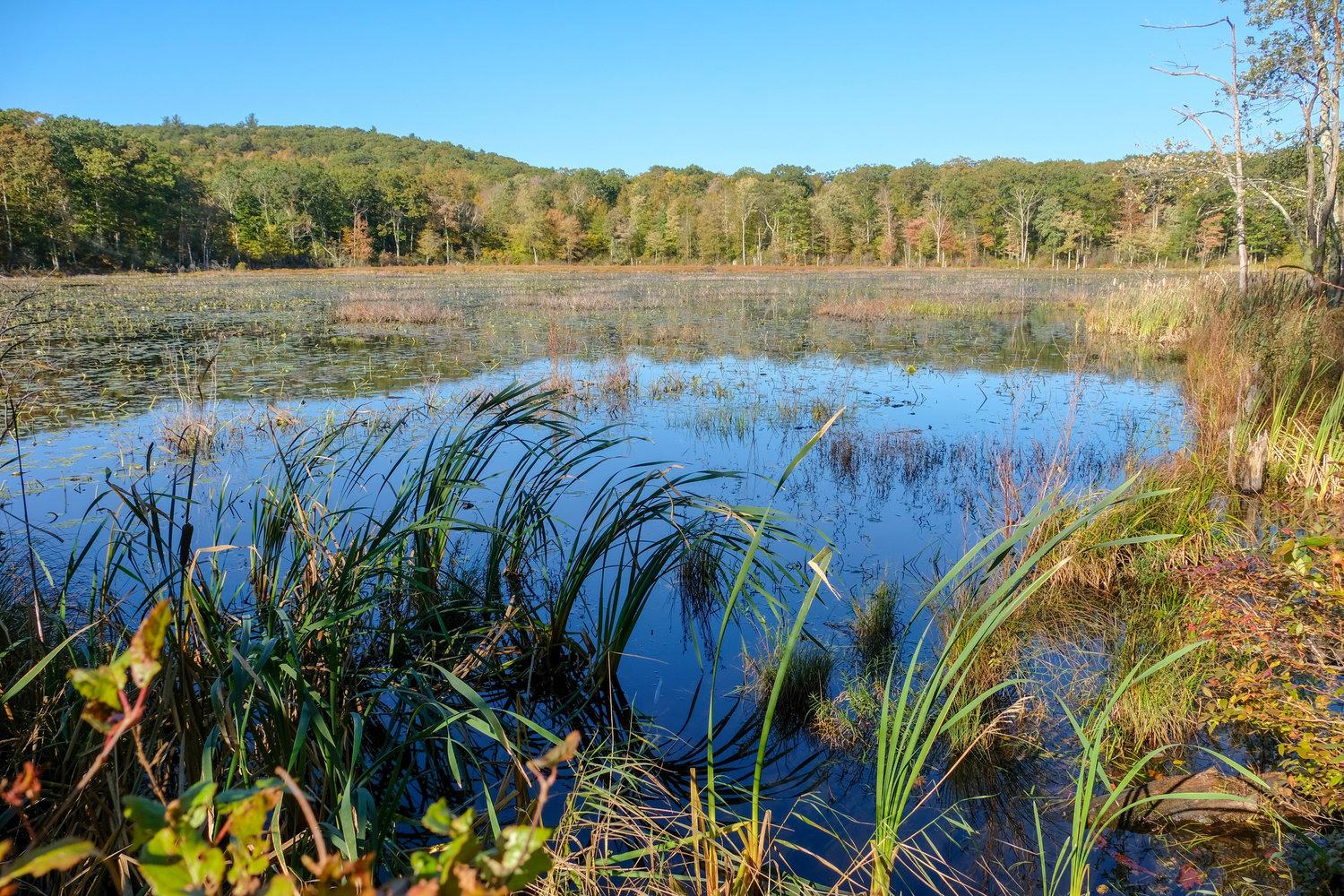 Warren Land Trust Intro